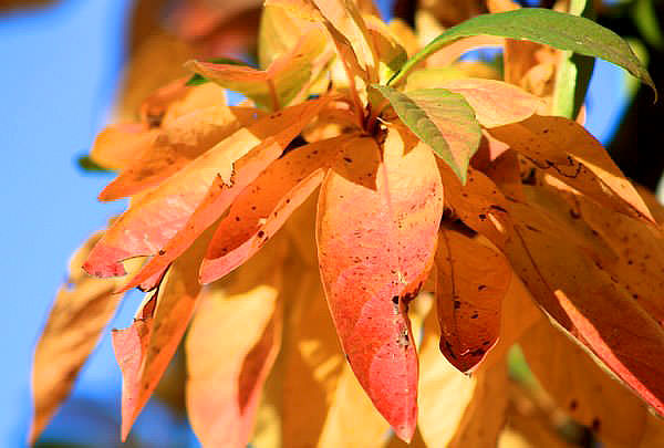 common medlar، کُنِس ، کُندِسو، خرمای گیلان، کُندُس